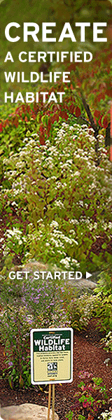 Create a certified wildlife habitat today